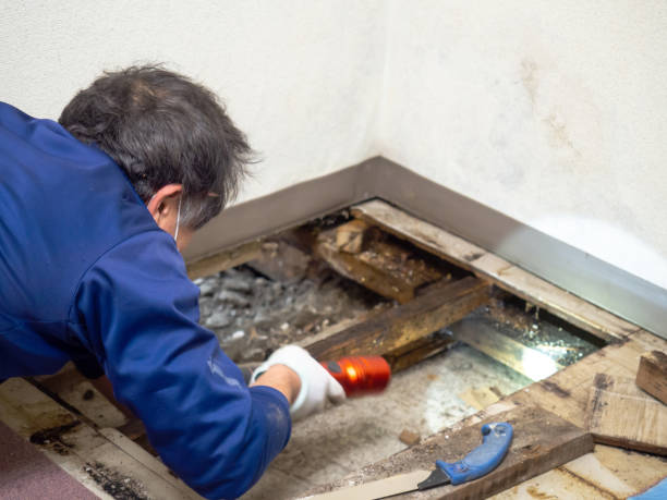 Best Home Mold Removal  in Crystal City, MO