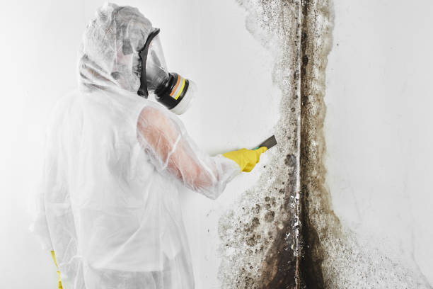 Mold Removal Process in Crystal City, MO