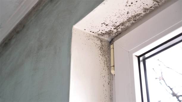 Best Residential Mold Removal  in Crystal City, MO