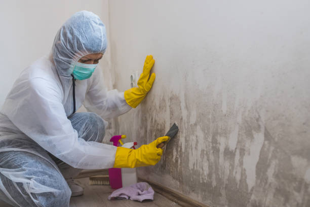 Professional Mold Removal in Crystal City, MO