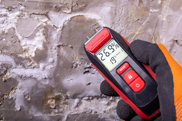 Best Same-Day Mold Removal  in Crystal City, MO