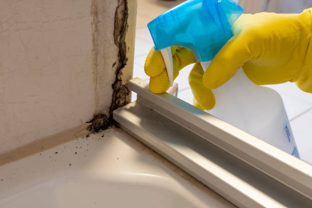 Best Black Mold Removal  in Crystal City, MO