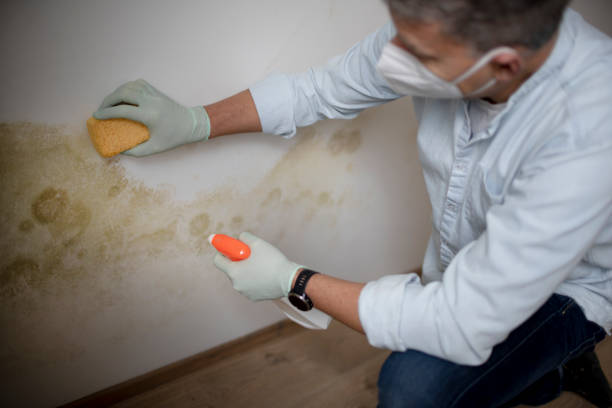 Best Crawl Space Mold Removal  in Crystal City, MO