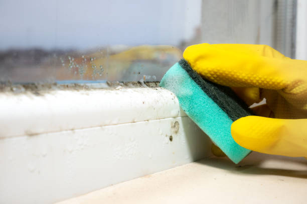 Crawl Space Mold Removal in Crystal City, MO