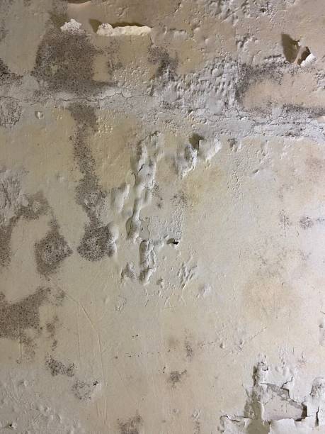 Best Mold Damage Repair  in Crystal City, MO