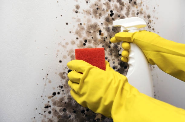 Best Professional Mold Removal  in Crystal City, MO