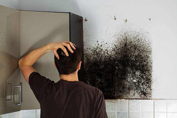 Best Certified Mold Removal  in Crystal City, MO