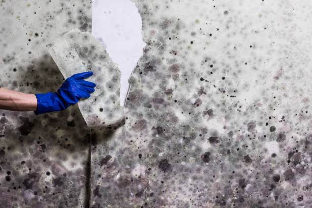 Best Commercial Mold Removal  in Crystal City, MO