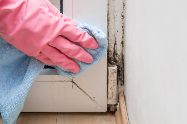 Best Local Mold Removal Service  in Crystal City, MO